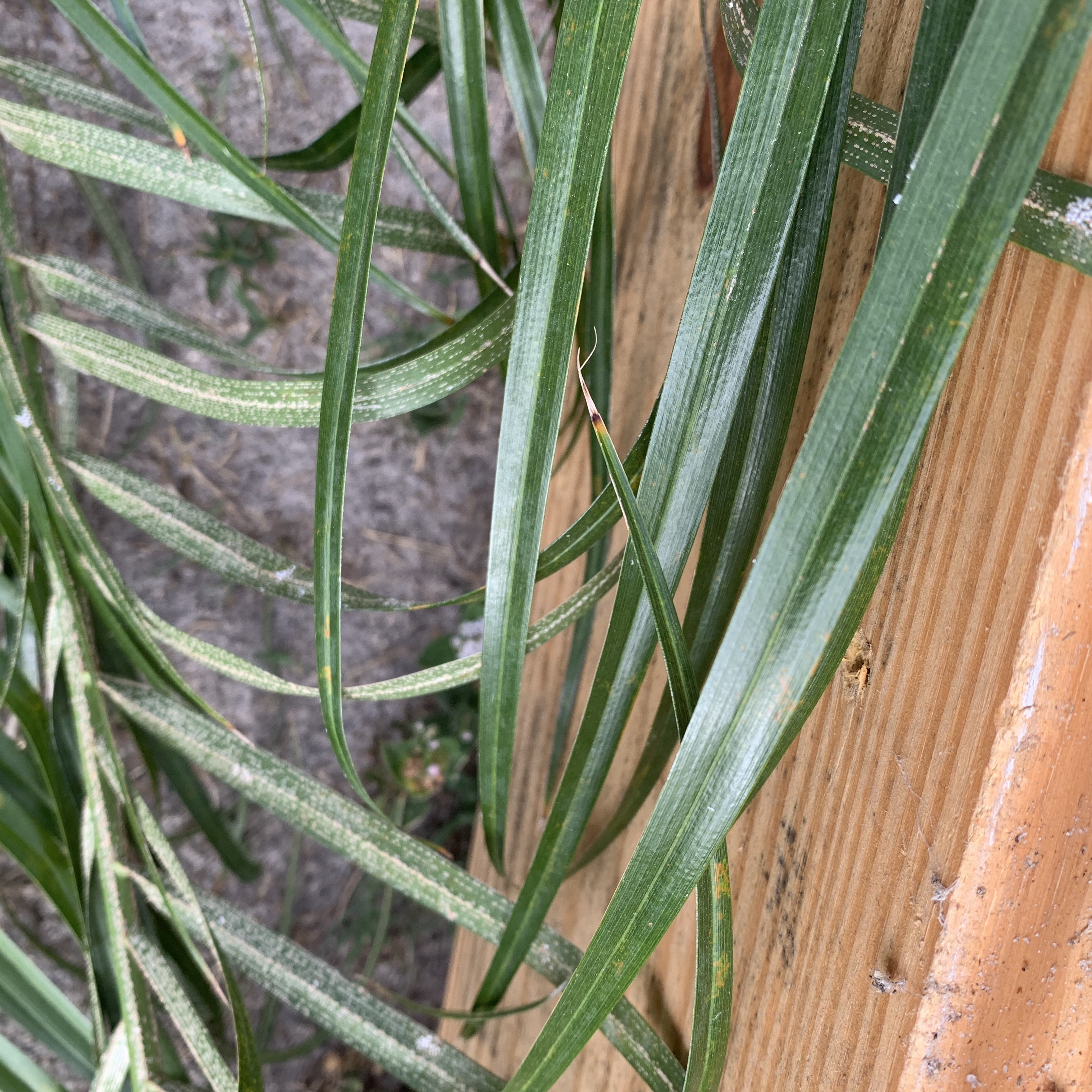 JVV4bHsqRe6ne2COhuOjGw